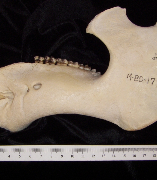 Lateral View Florida Manatee Mandible