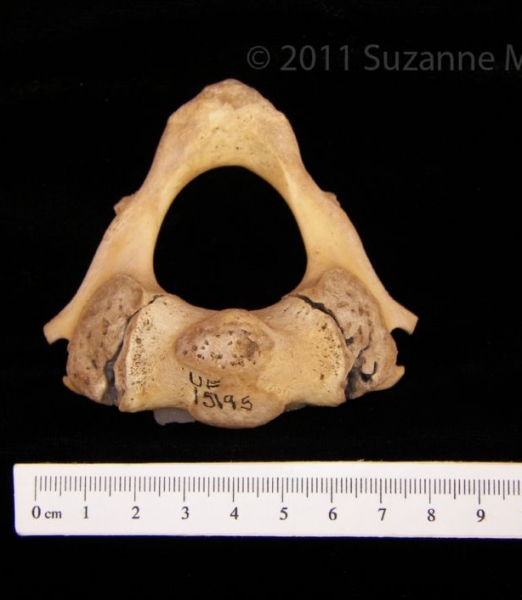 Superior View Florida Manatee C2 Vertebrae