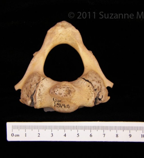 Superior View Florida Manatee C2 Vertebrae