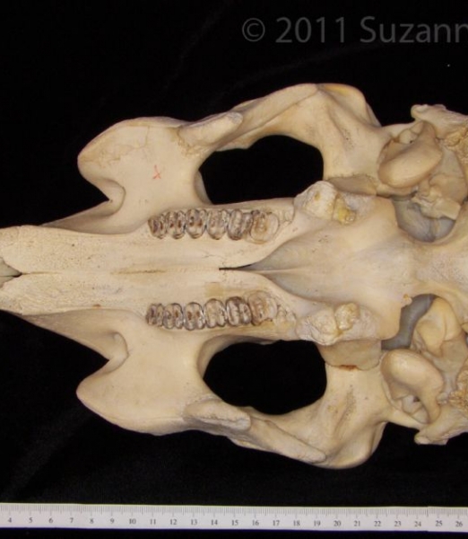 Inferior View Florida Manatee Cranium