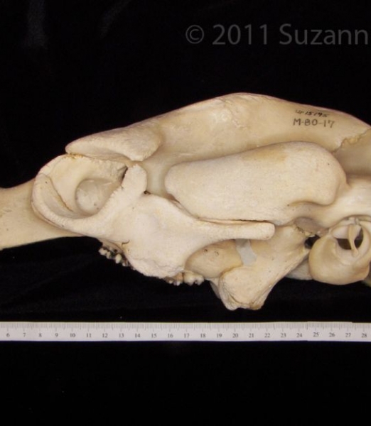 Lateral View Florida Manatee Cranium