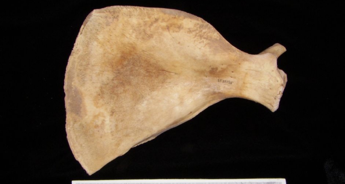 Anterior View Florida Manatee Left Scapula