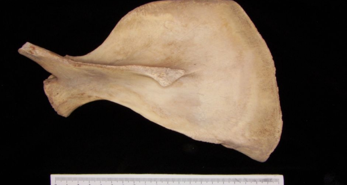 Posterior View Florida Manatee Left Scapula