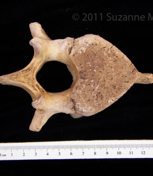 Florida Manatee Lumbar Vertebrae