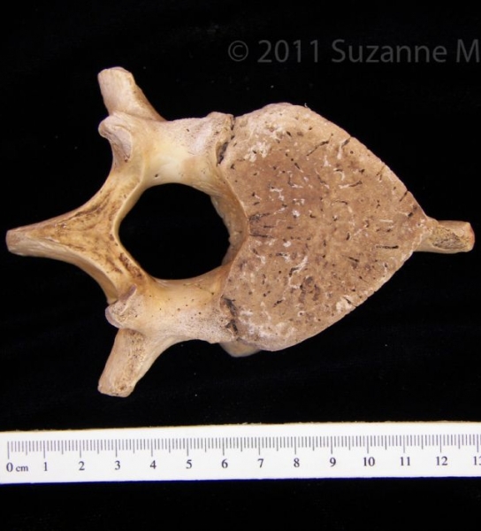 Florida Manatee Lumbar Vertebrae