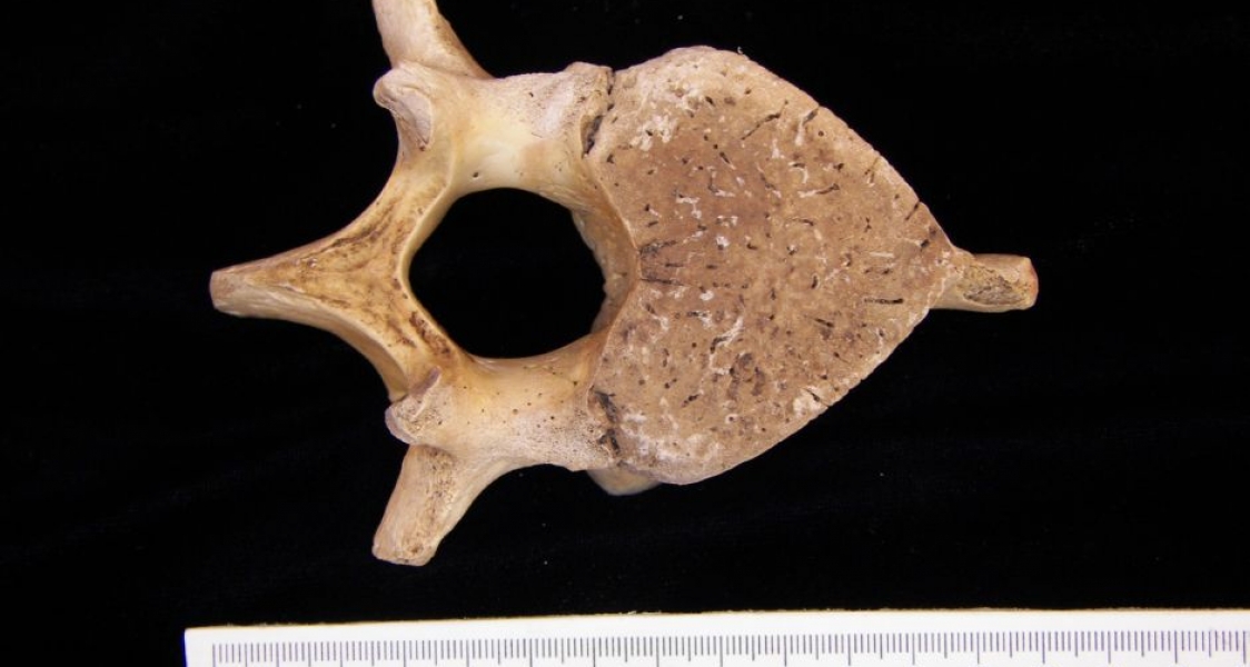 Florida Manatee Lumbar Vertebrae