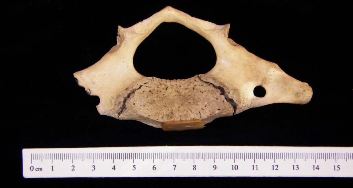 View1 Florida Manatee C1 Vertebrae