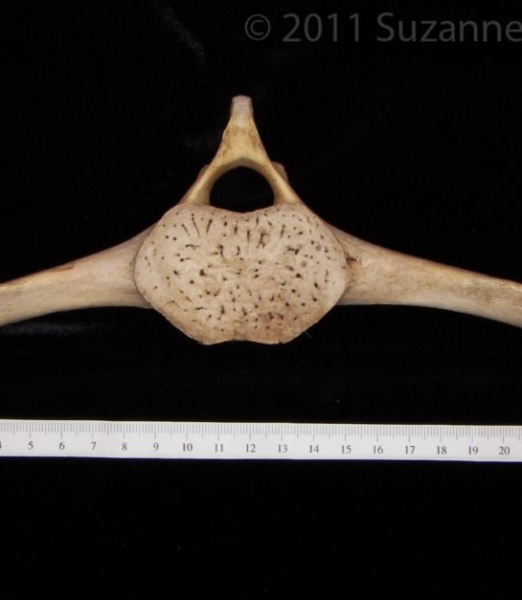 Florida Manatee Mid-Thoracic Vertebrae