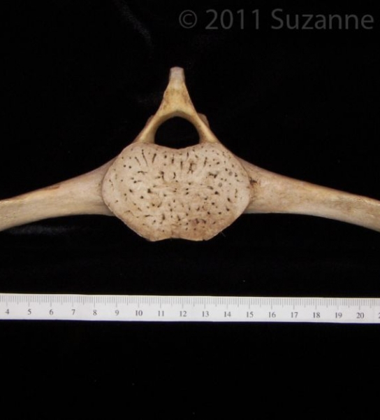 Florida Manatee Mid-Thoracic Vertebrae