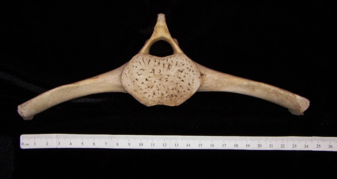 Florida Manatee Mid-Thoracic Vertebrae