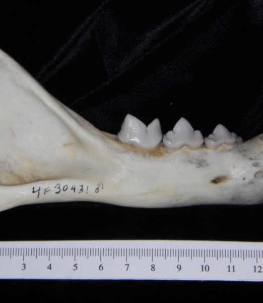 Lateral View Florida Panther Mandible