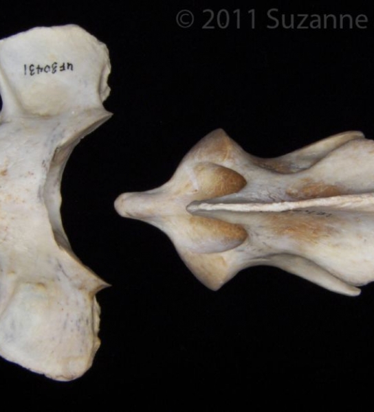 Superior View Florida Panther C1 and C2 Vertebrae