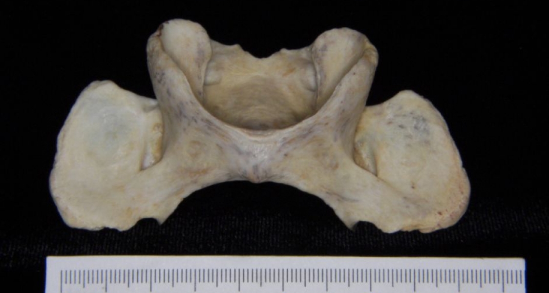 Inferior View Florida Panther C1 Vertebrae