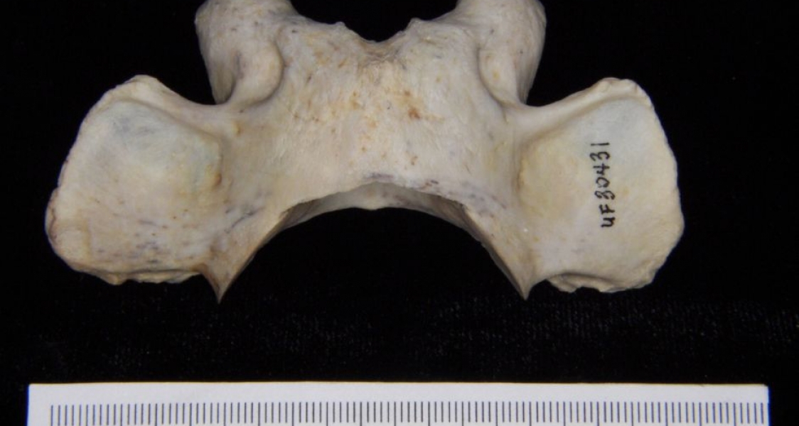 Superior View Florida Panther C1 Vertebrae