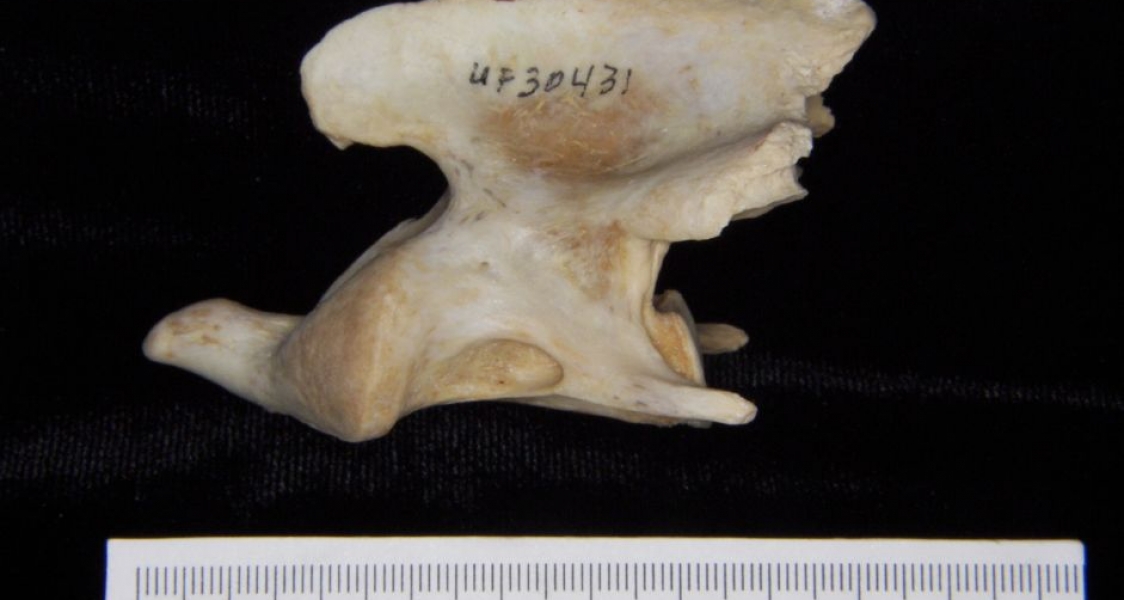 Lateral View Florida Panther C2 Vertebrae