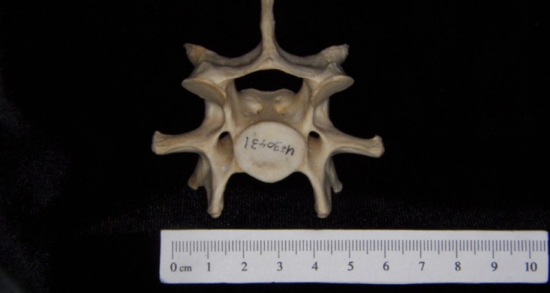 Caudal View Florida Panther C6 Vertebrae