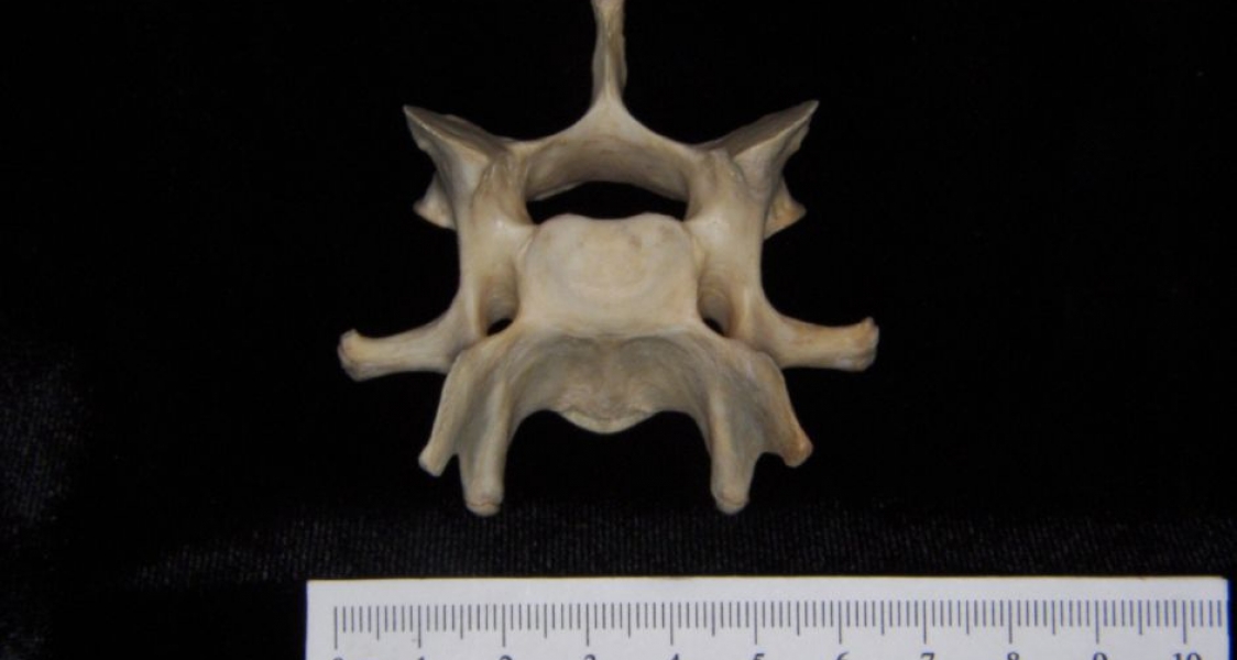 Cranial View Florida Panther C6 Vertebrae