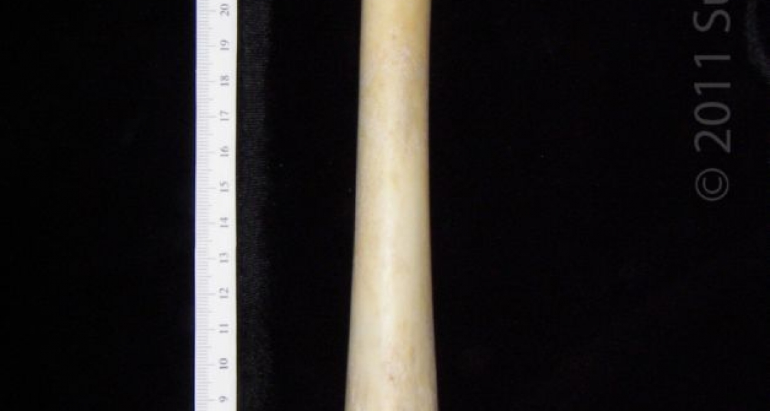 Anterior View Left Florida Panther Femur