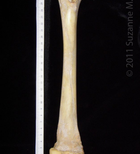 Posterior View Left Florida Panther Femur