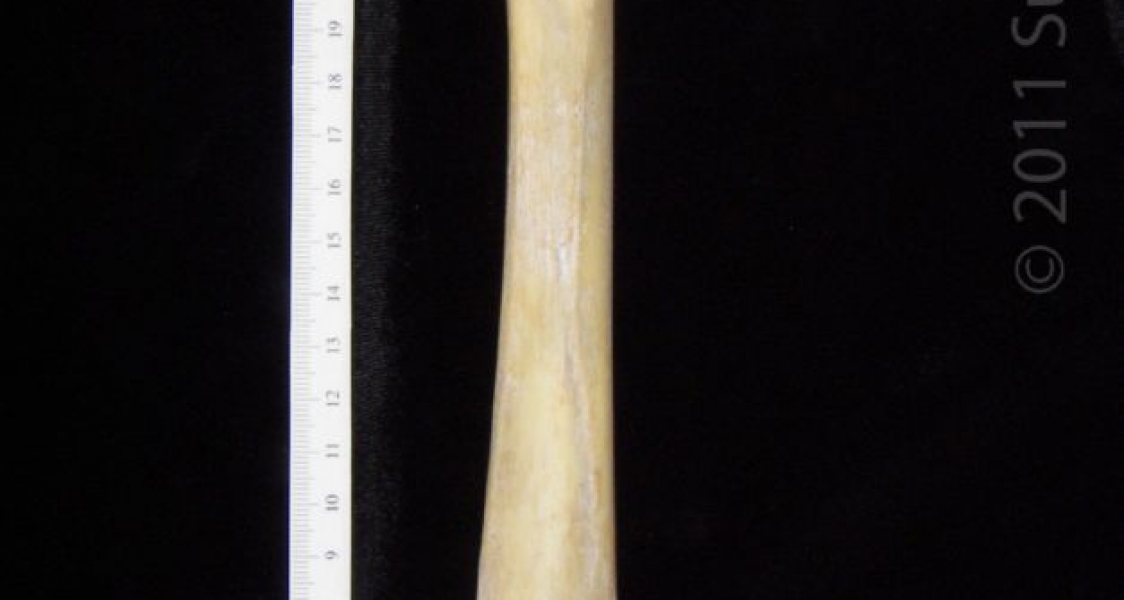 Posterior View Left Florida Panther Femur