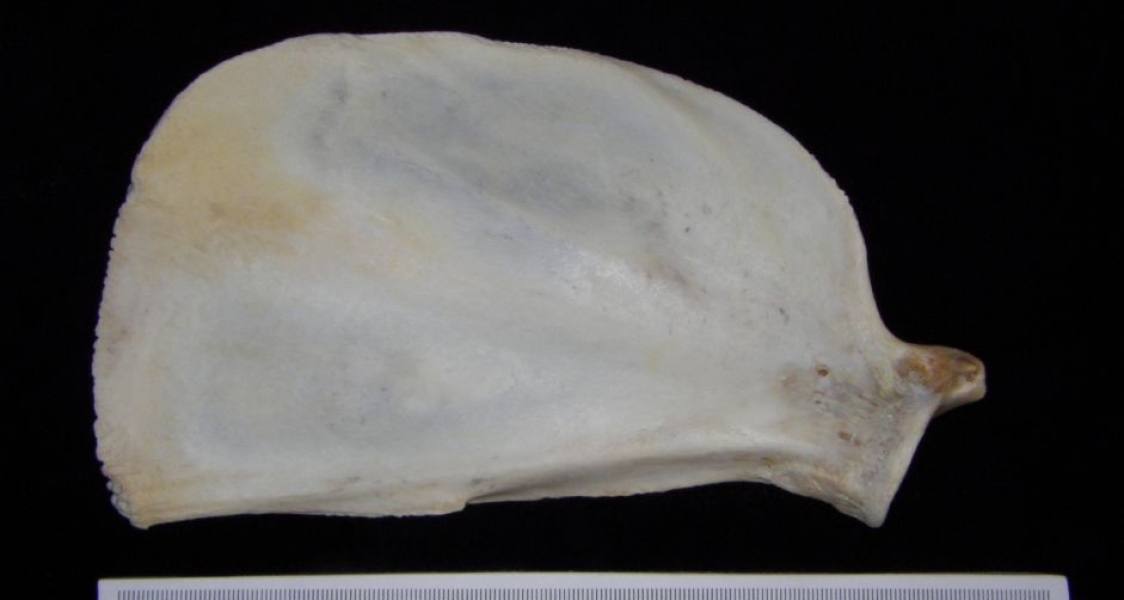 Inferior View Florida Panther Left Scapula