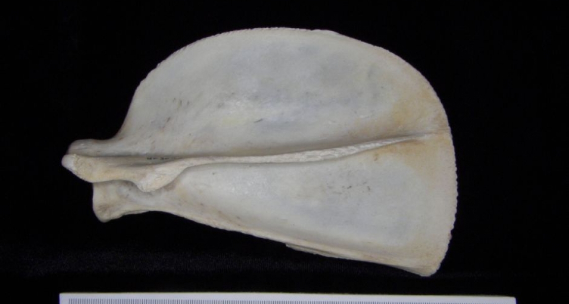 Posterior View Florida Panther Left Scapula