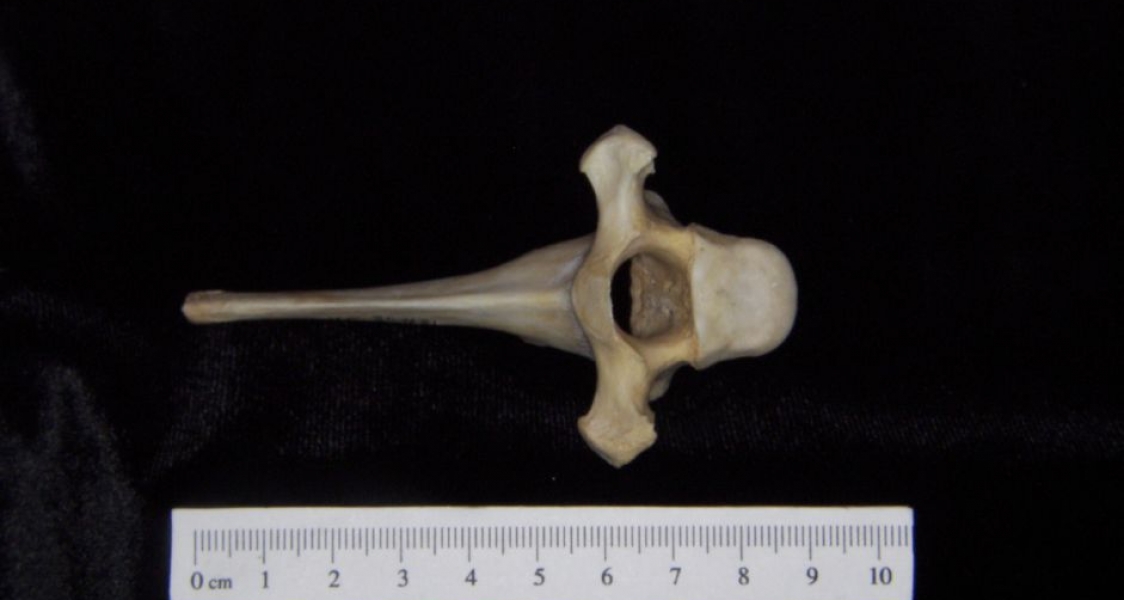 Cranial View Florida Panther T6 Vertebrae