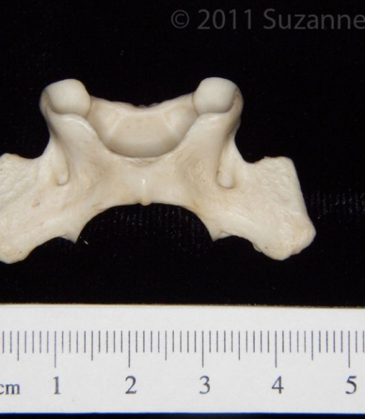 Inferior View Grey Fox C1 Vertebrae