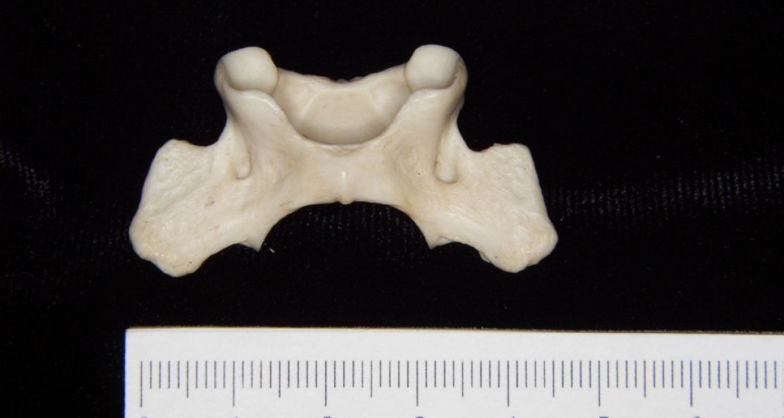 Inferior View Grey Fox C1 Vertebrae