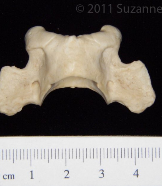 Superior View Grey Fox C1 Vertebrae