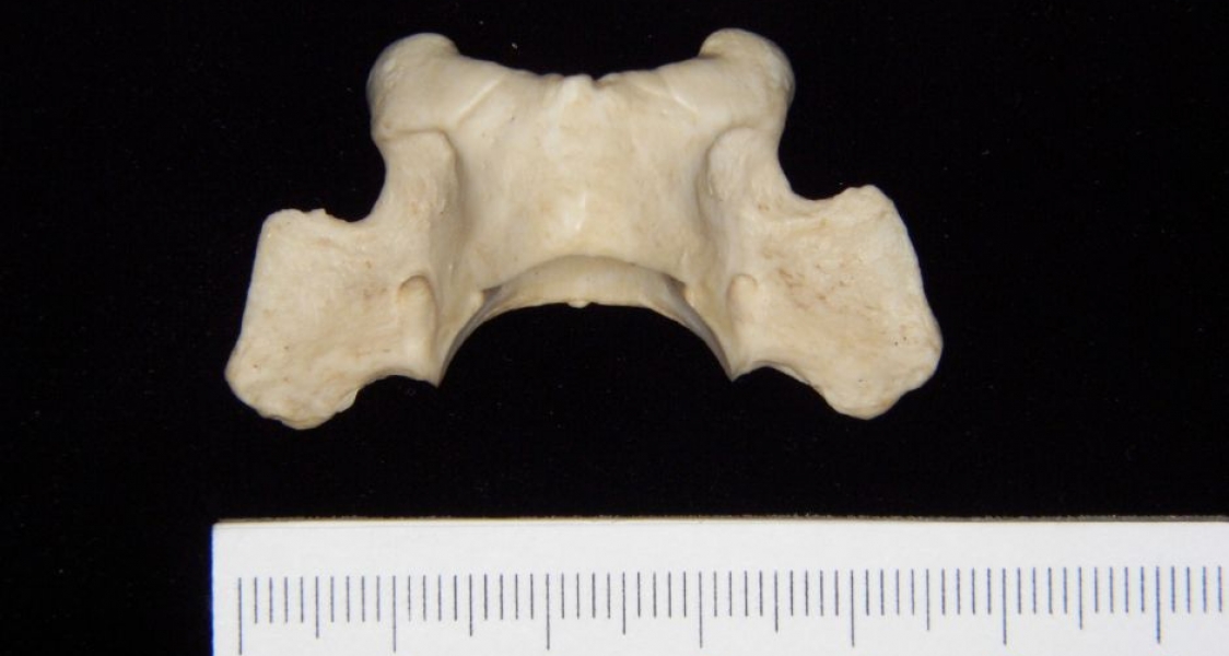 Superior View Grey Fox C1 Vertebrae