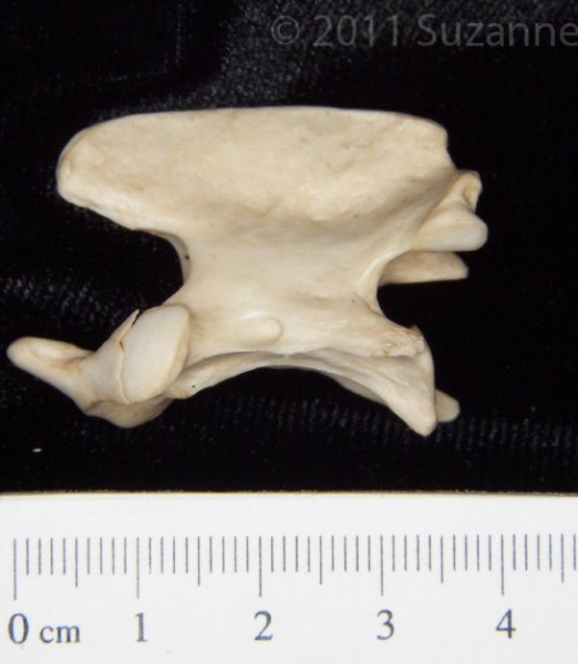 Lateral View Grey Fox C2 Vertebrae