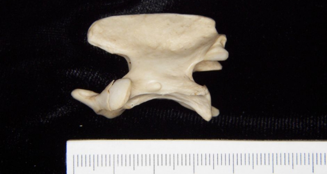 Lateral View Grey Fox C2 Vertebrae