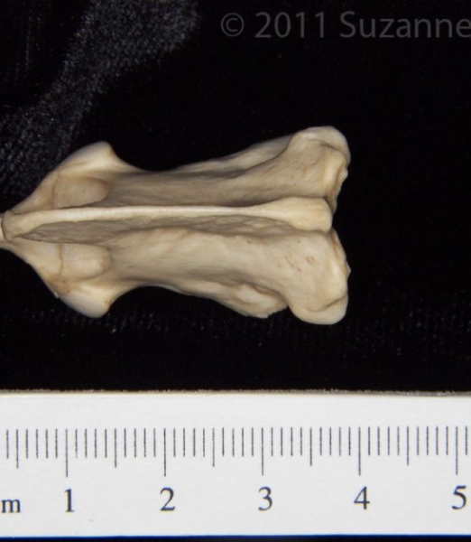 Superior View Grey Fox C2 Vertebrae