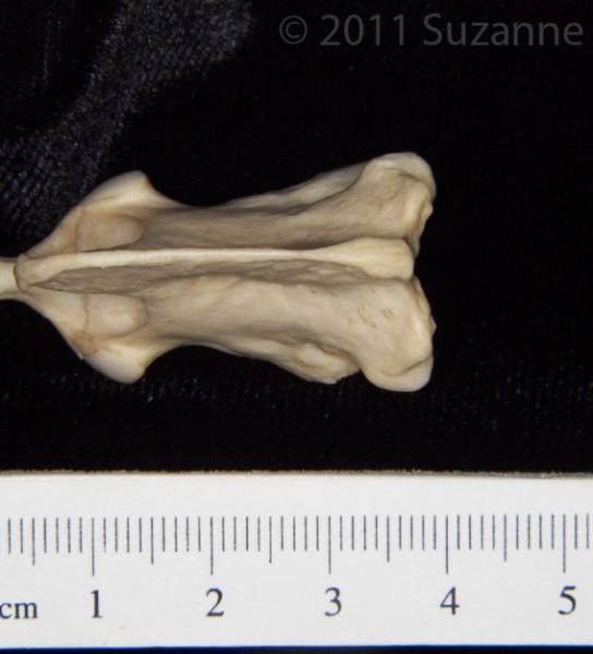 Superior View Grey Fox C2 Vertebrae