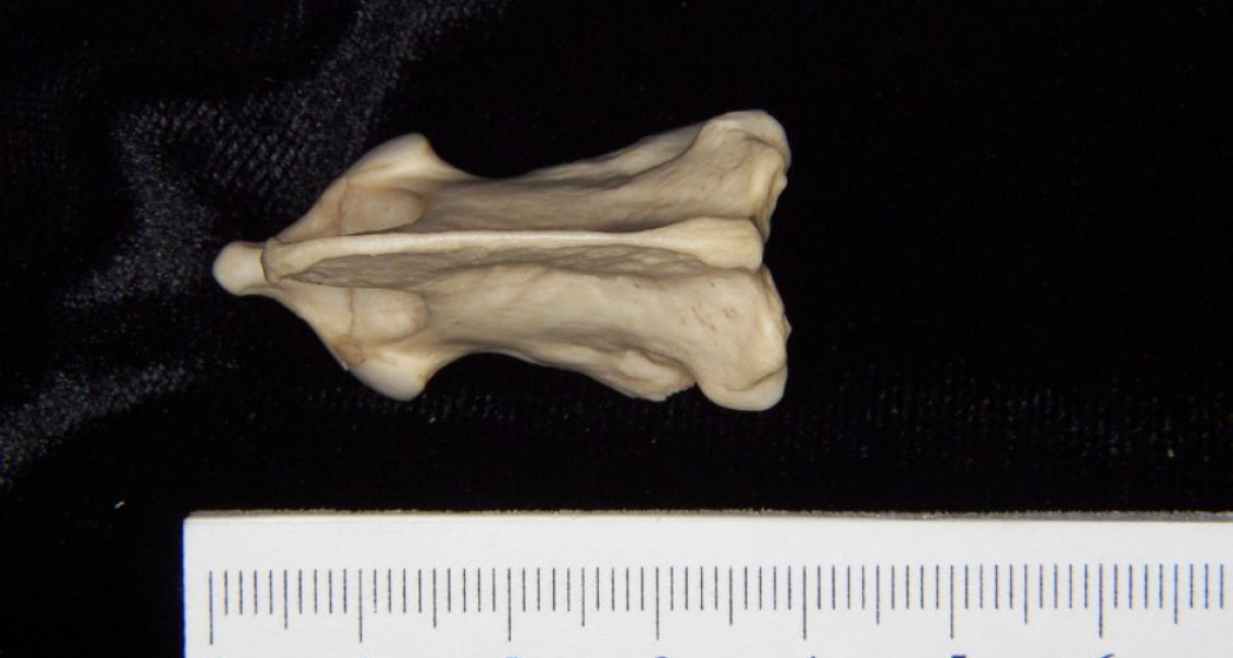 Superior View Grey Fox C2 Vertebrae