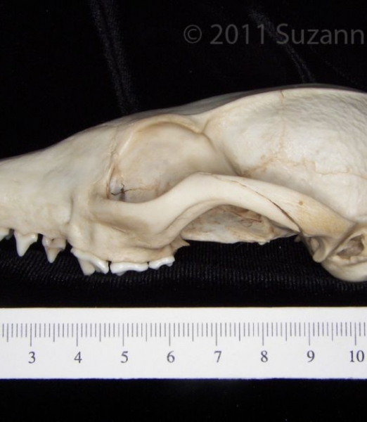 Lateral View Gray Fox Cranium