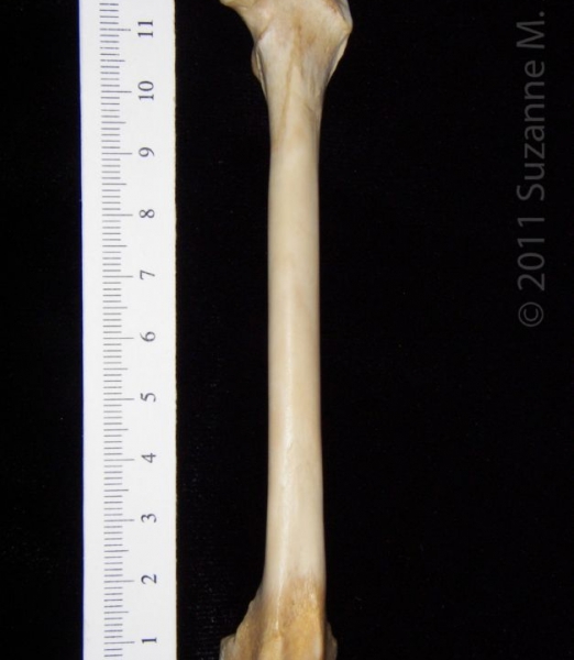 Anterior View Left Grey Fox Femur