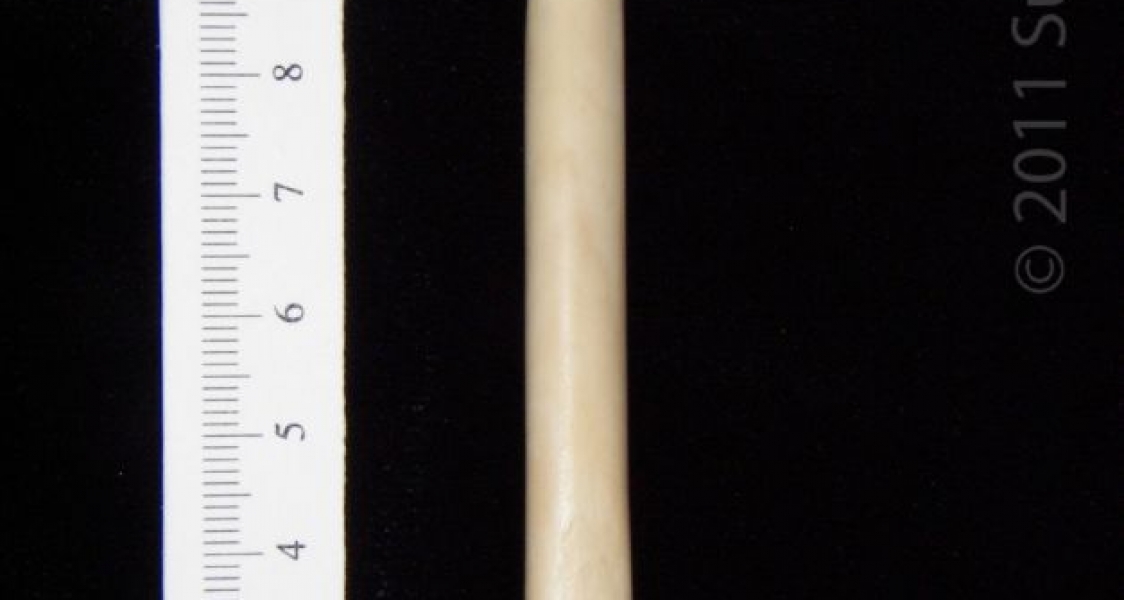 Anterior View Left Grey Fox Femur