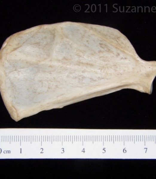 Anterior View Grey Fox Left Scapula