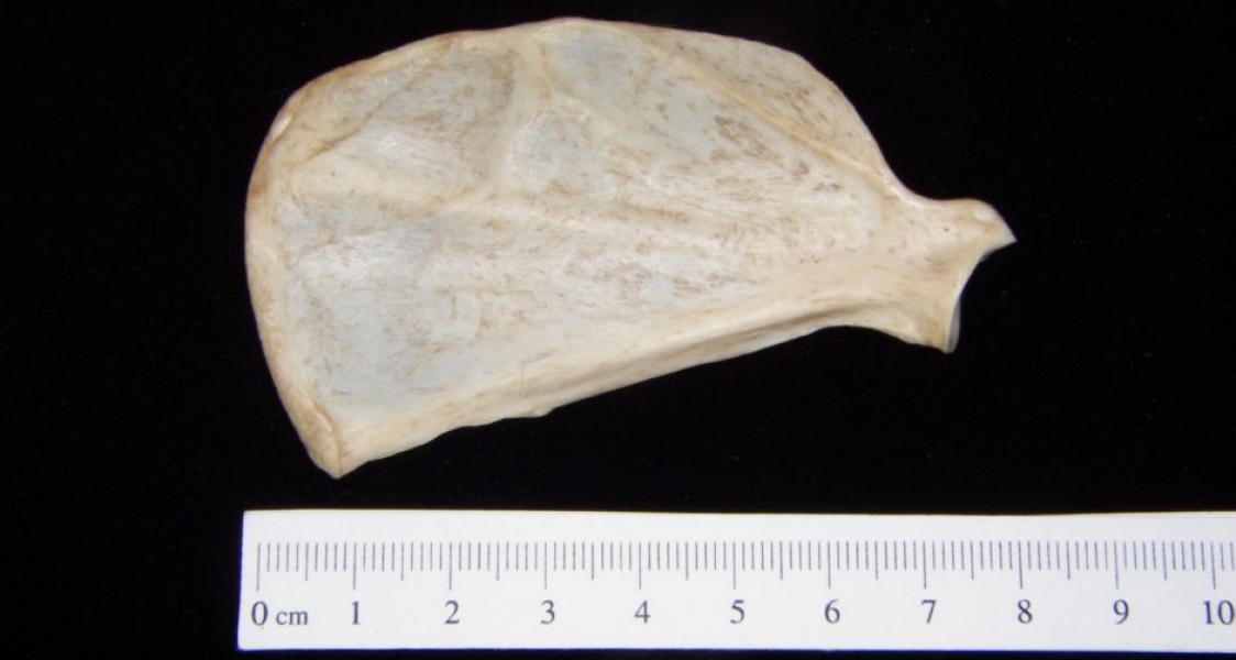 Anterior View Grey Fox Left Scapula