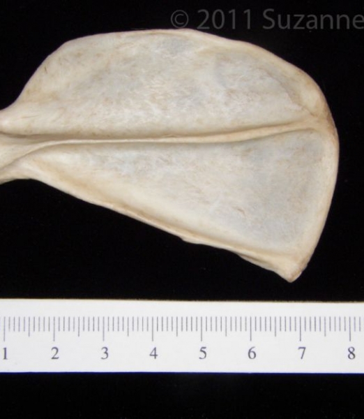 Posterior View Grey Fox Left Scapula