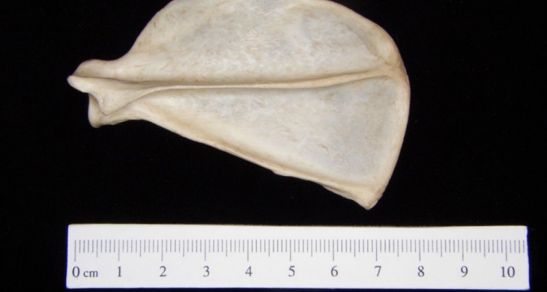 Posterior View Grey Fox Left Scapula