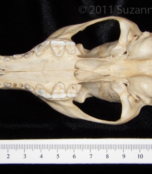 Inferior View Gray Fox Cranium