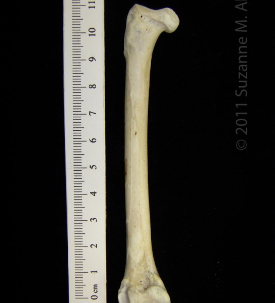 Posterior View Left Great Blue Heron Femur