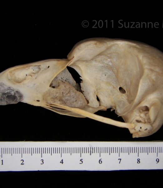 Lateral View Great-Horned Owl Cranium