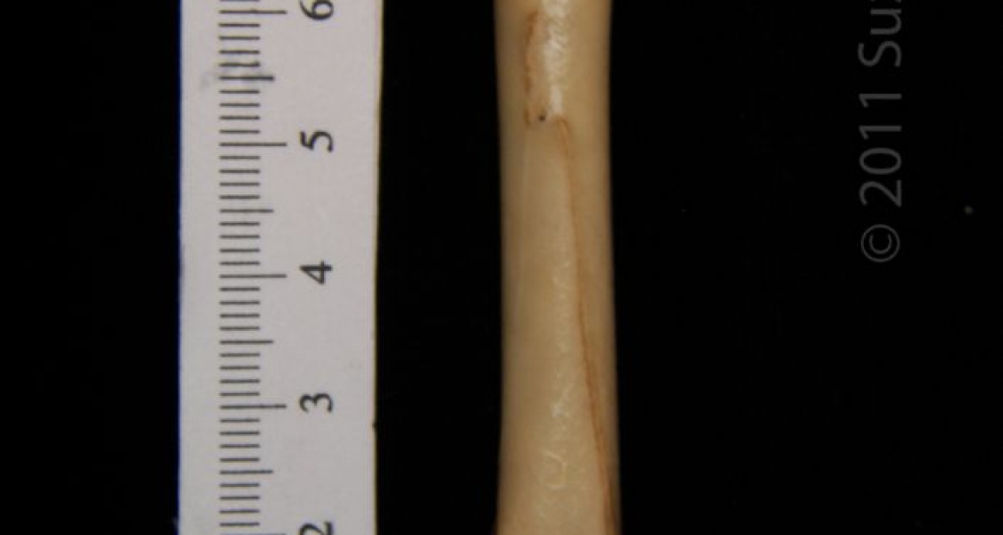 Posterior View Left Great Horned Owl Femur