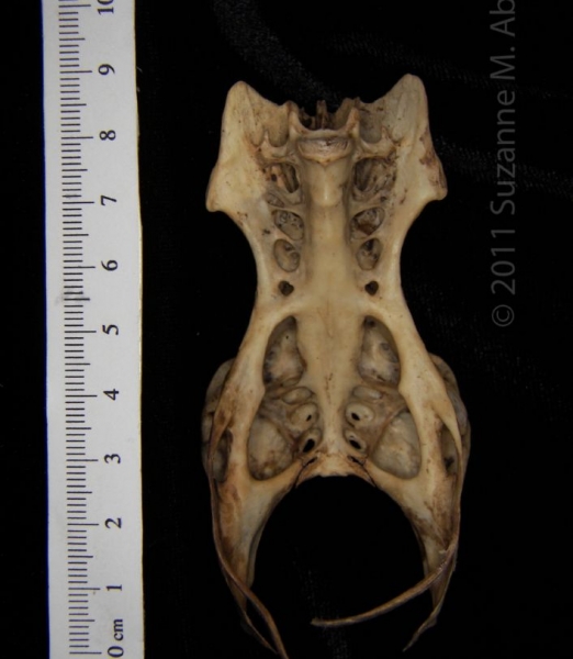 Ventral View Great Horned Owl Pelvis