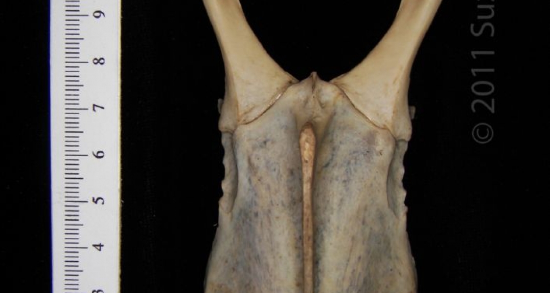 Anterior View Great Horned Owl Sternum with Corocoids