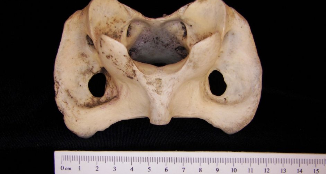 Inferior View Horse C1 Vertebrae